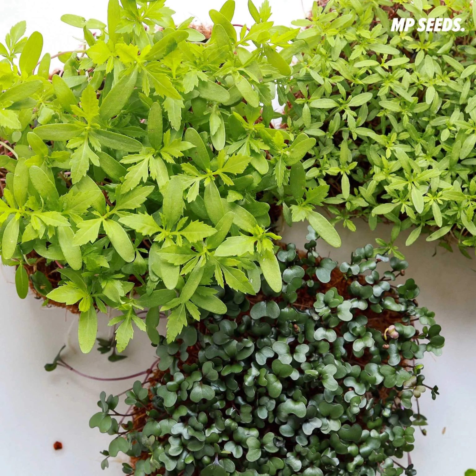 The ABCs of Microgreens – introduction & characteristic