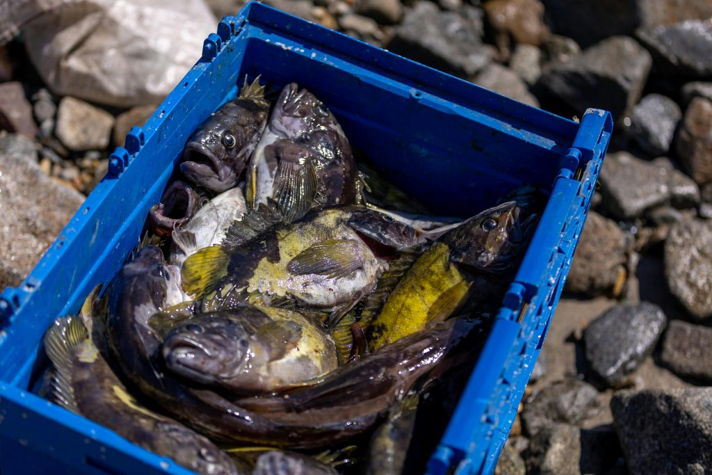 Why Plastic Crates Are Essential for Hygiene in the Catering Industry